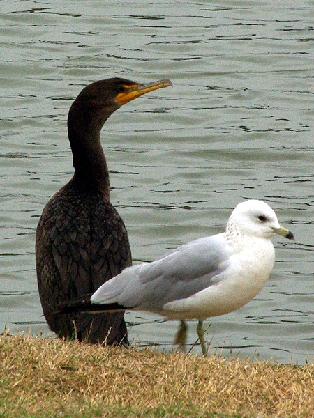 Double-crested Cormorant - Pond Watch