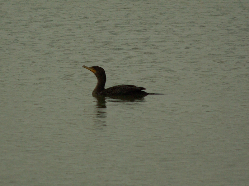 Double-crested Cormorant - Pond Watch