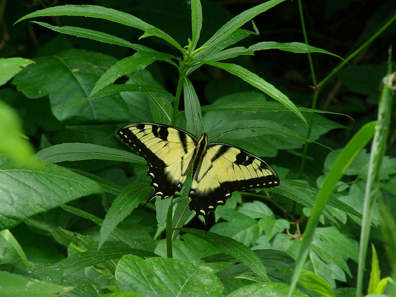 Eastern Tiger Swallowtail - Big and Bold