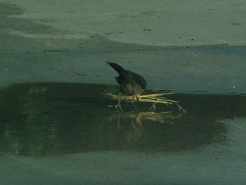 Great-tailed Grackle - Dunking