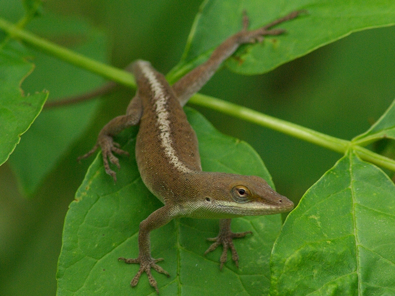 Green Anole - Wrong Color