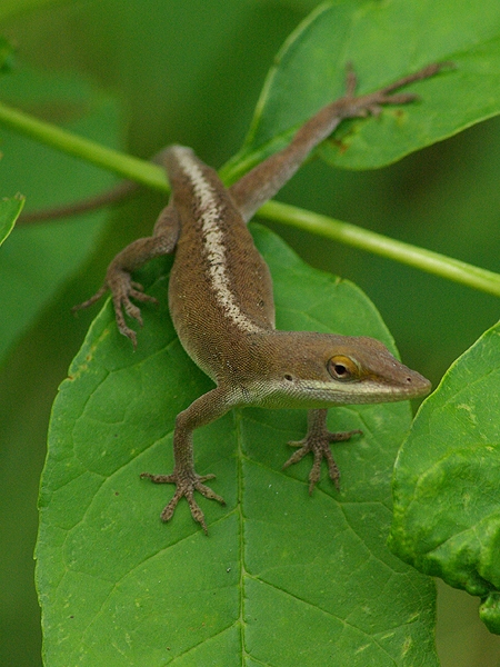 Green Anole - Wrong Color