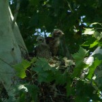Red-shouldered Hawk - Nest Update 6