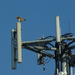 Red-tailed Hawk - Nest Update 5