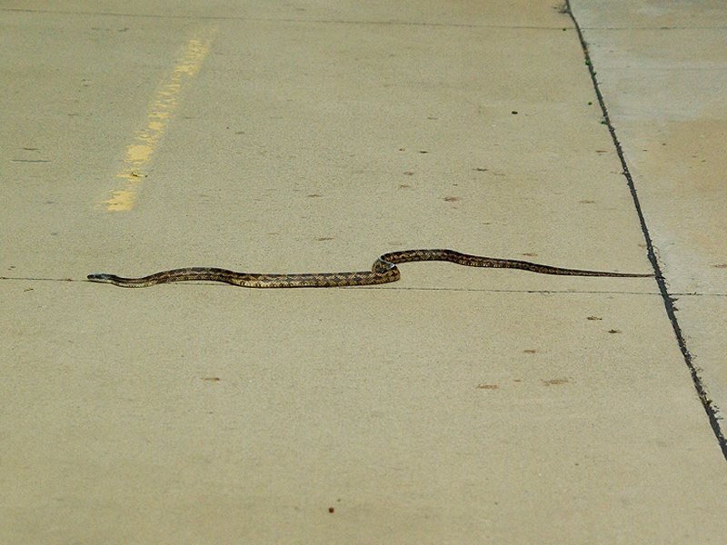 Texas Rat Snake - Road Crossing