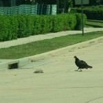 Turkey Vulture - Rabbit Roadkill
