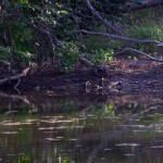 American Bullfrog - Where Are You?