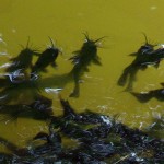 Black Bullhead - The Blob