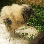 Black Vulture - Nest Update 11