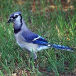 Blue Jay - Vivid