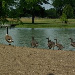 Canada Goose - Growing