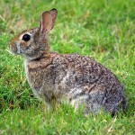 Eastern Cottontail - Proper Manners