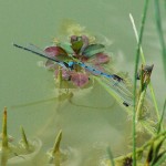 Familiar Bluet - Interrupted