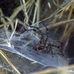 Funnel Weaver - Trap!