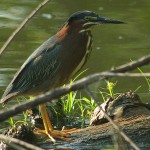 Green Heron - On Patrol