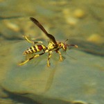 Paper Wasp - Drinking