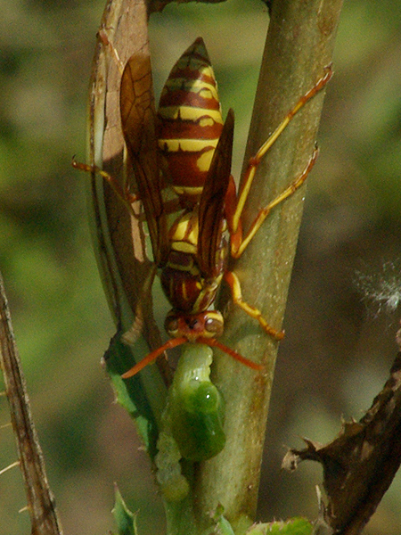 Red Paper Wasp  the Intown Hawk