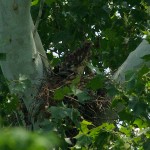 Red-shouldered Hawk - Nest Update 7