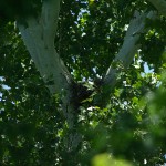Red-shouldered Hawk - Nest Update, The Last