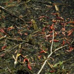 Red Swamp Crayfish - Decimated
