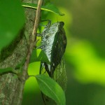 Silver-bellied Cicada - The Sound of Summer