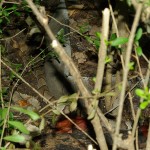 Southern Copperhead - Everywhere