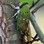 Superb Green Cicada - The Buzz