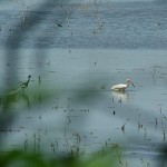 White Ibis - A Harbinger