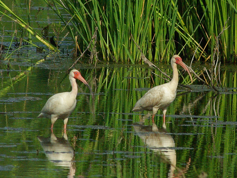 White Ibis - Reflected Beauty