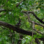 Wood Duck - Beauty