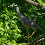 Yellow-crowned Night Heron - The Watcher