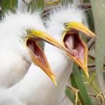 News - Egrets Return To North Texas, Landing In Fort Worth