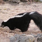 News - Skunk Gets Bottled Up in Forney