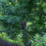 Barred Owl - Ghost of the Forest
