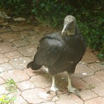 Black Vulture - Nest Update 13