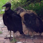 Black Vulture - Nest Update 12