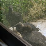 Black Vulture - Nest Update the Last