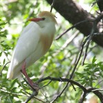 Cattle Egret - UTSWMC Nesting