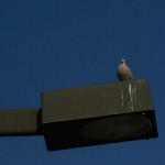 Eurasian Collared-dove - Sport