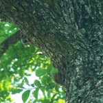 Fox Squirrel - Lazy Youth
