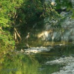 Great Blue Heron - Clear Water Fishing