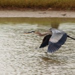 Great Blue Heron - Flyby