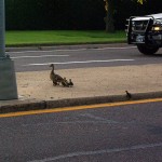 Mallard - Close Call