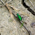 Six-spotted Tiger Beetle - Metallic