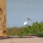 White Ibis - A Rarity