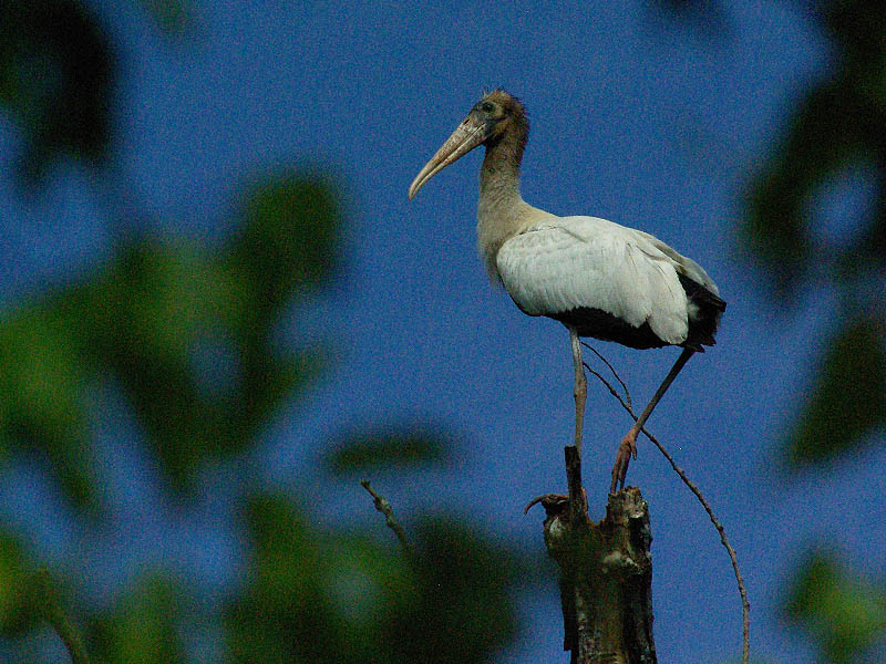 Wood Stork - Discovered