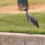 Yellow-crowned Night Heron - Urbanite