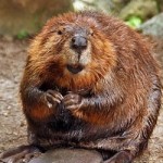 News - White Rock Area Residents Take Up Paint Brushes to Battle Tree-gnawing Beavers