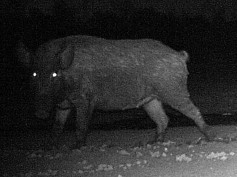 Feral Hog - Night Feeders
