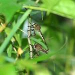Robber Fly - Mating